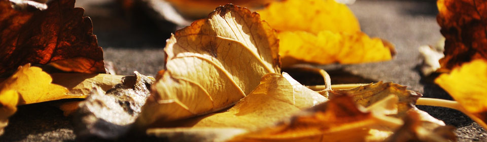 Fourth Slide. nature 4